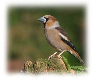 The Hawfinch